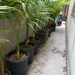 King Palm Trees