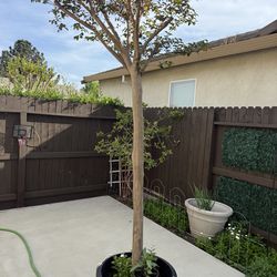 Crêpe myrtle tree