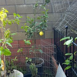 Lemon Tree