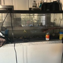 Turtle And Turtle Tank 