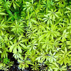 Sweet Woodruff. Sammamish, Beaver Lake 