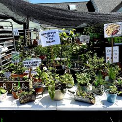 POTTED FLOWERS ANS HERBS ORGANIC Containers for GIFTS OR FOR YOURSELF