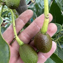 Hass Avocado Tree