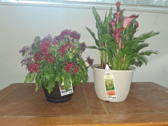 Two Potted Flowering Plants