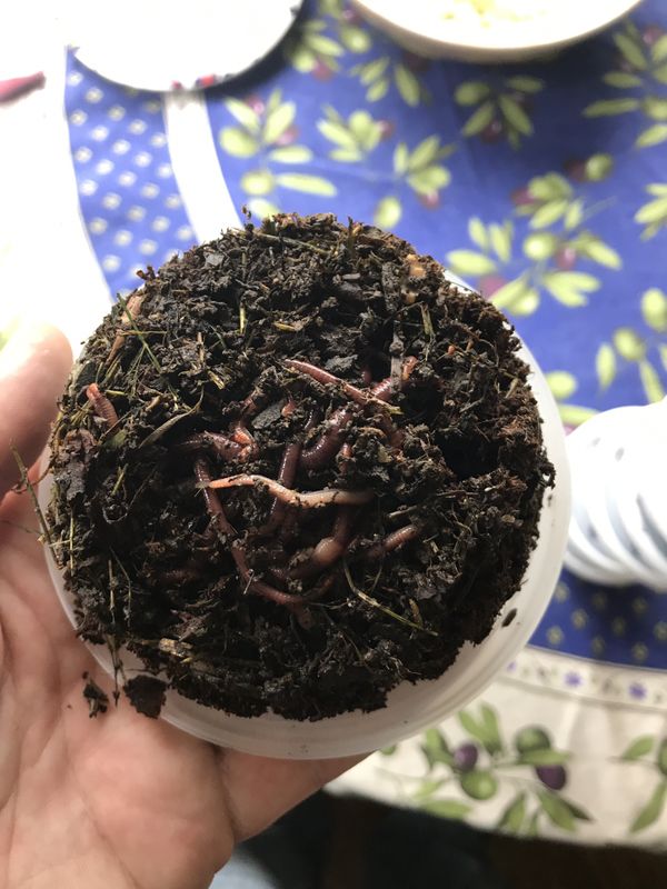 download red wigglers for composting download red wigglers for composting