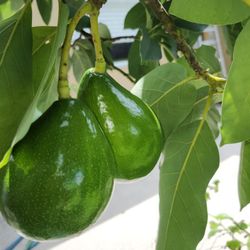 Avocado Plant, Dominican Republic Variety 