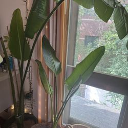 Two Birds Of Paradise Plant 