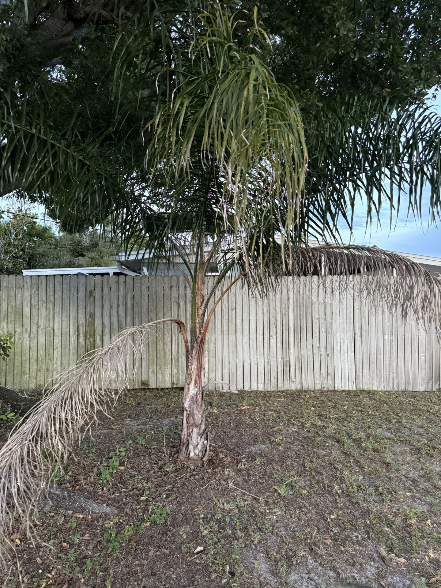 FREE Palm Tree