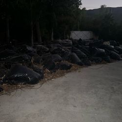 Trash Pick Up