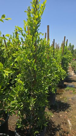 Indian Laurel