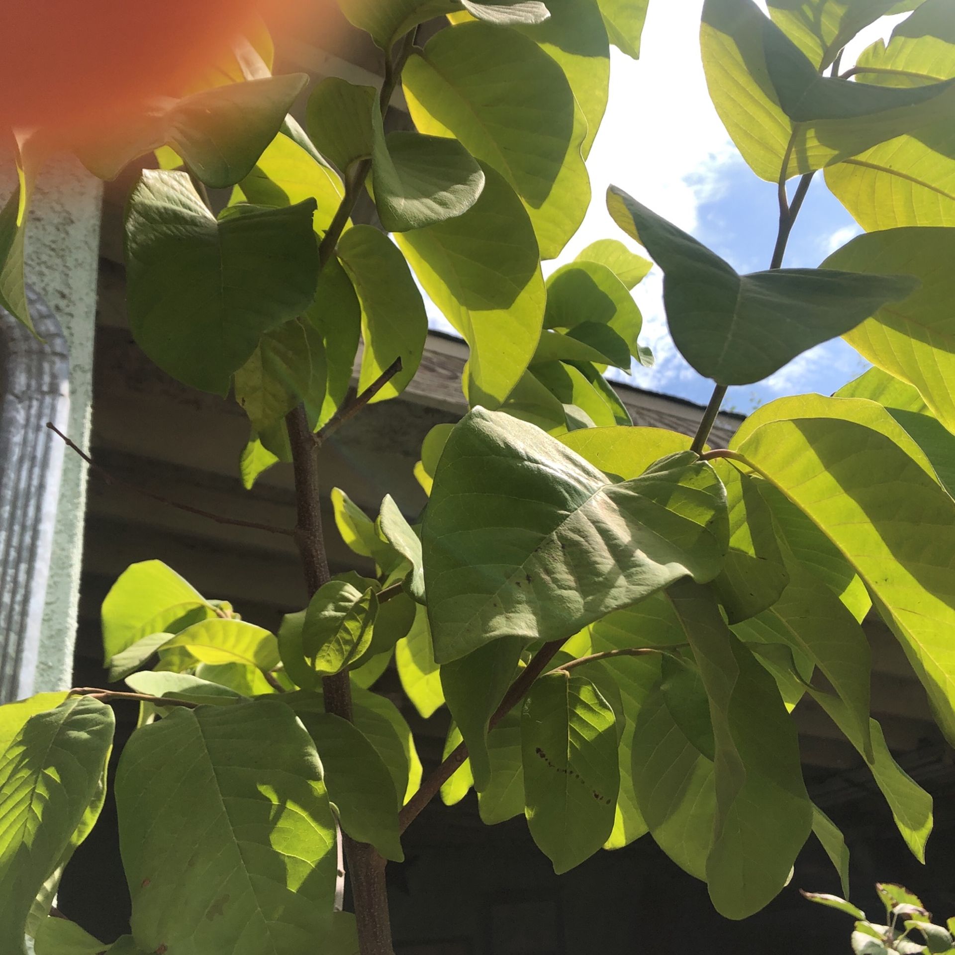 Cherimoya Trees - Organic