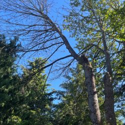 Free Firewood Free Jun 19 Tacoma FREE 