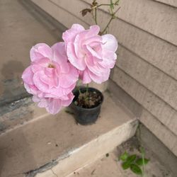 Pink Rose Plant 