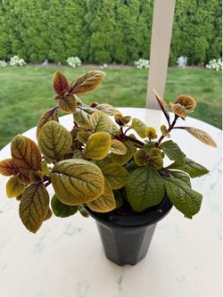 Mint & Lime Swedish Ivy ‘Plectranthus ciliatus’ (Out/In Door Life Plant)