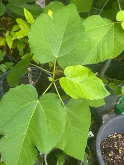 Green fig tree