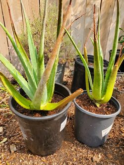 Aloe vera