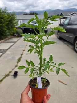 Tomato Plants