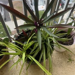 3 Plants