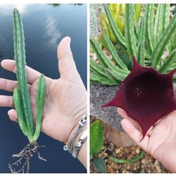 Black Bell Stapelia Teendertziae Succulent live plant