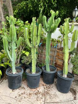 Cactus