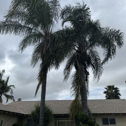 Palm Trees Trim And More