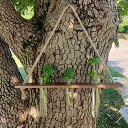 3 Plant Propergation Station (With Basil) 