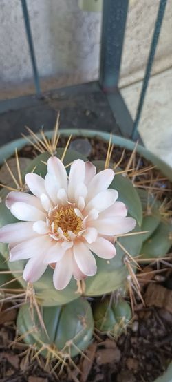 Beautiful cactus 🌵