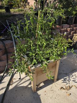 Cedar Planter Box