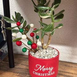 Christmas Plant Decor
