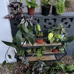 Small Plants 5 Each