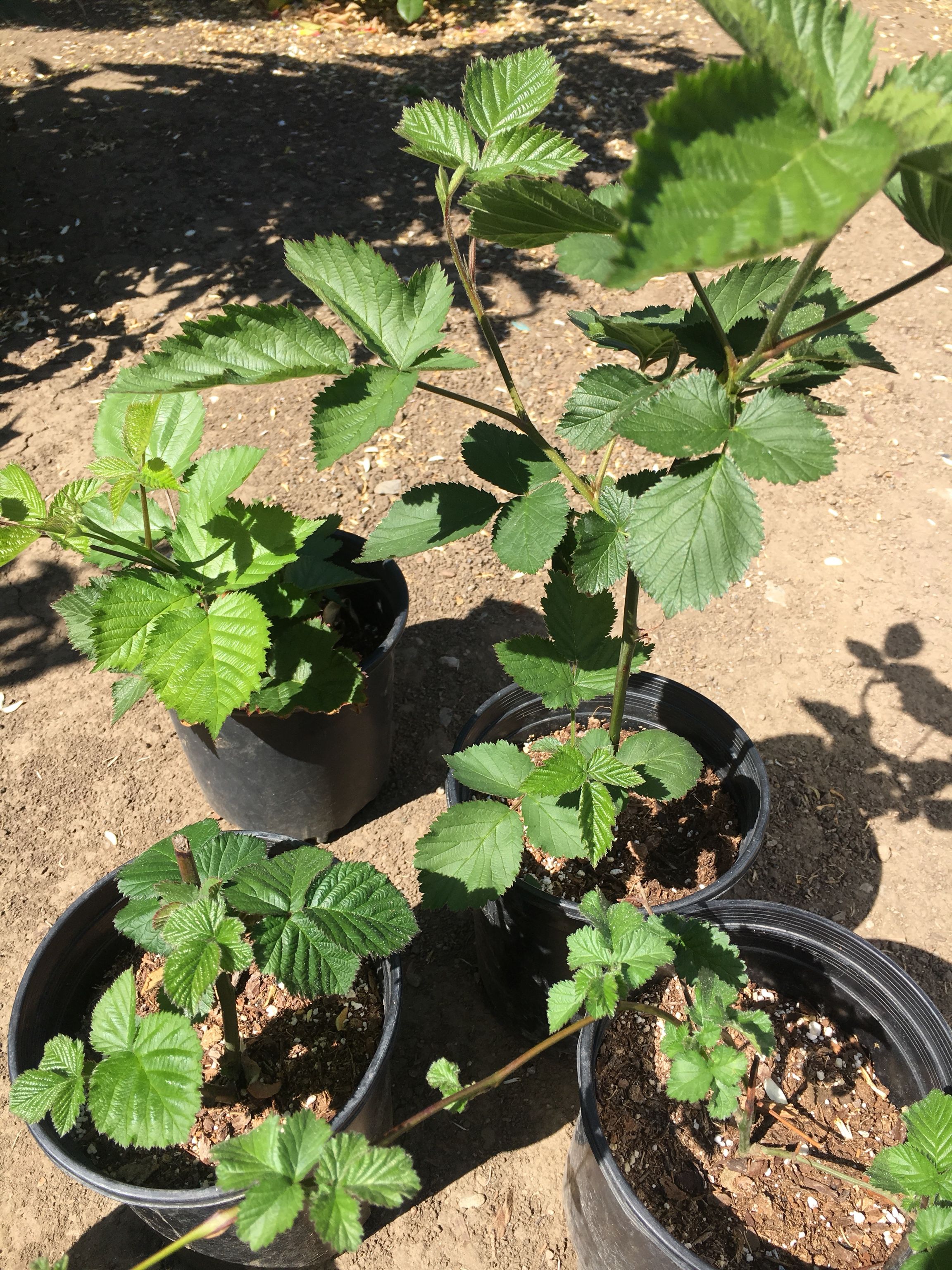 Organic Blackberry Plants