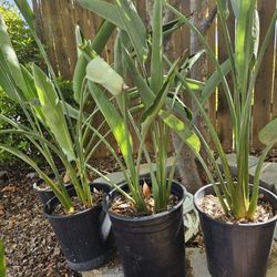 Big Sale Almost Everything 