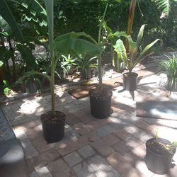 Banana Trees, Cactus, Alovera Plants, Various Other Plants As Seen In Pics. Tree With Bananas Is Not For Sale. Used It As An Example. Read Post