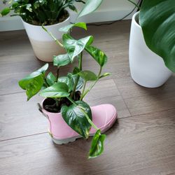 Pothos Plant in a girl pink boot
