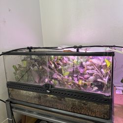Bioactive exo Terra Set Up