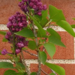 Large lilac in 5 Gallon pot. $55-$65 Each. Start to flowering.