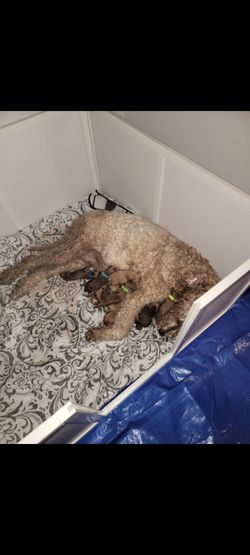 Whelping box for dog
