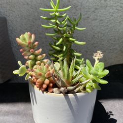 Succulents .