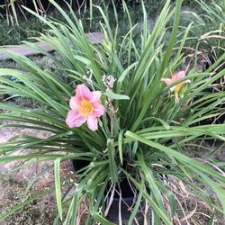 Day Lily Bush Flowers