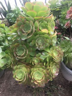 Aeoniums