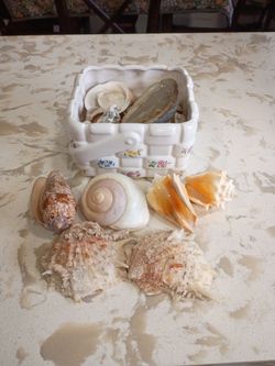 Shell collection