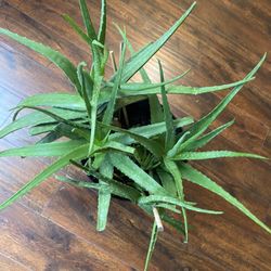 Large Aloe Plants In 1 Pot