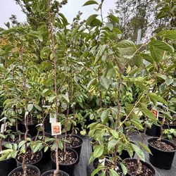 Fuyu Persimmons (Giant Fuyu)