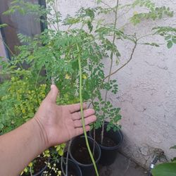 Planta De Moringa