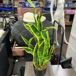 Faux Plant 