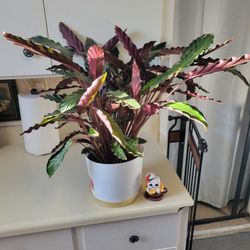 Healthy House Plant Sale Group A