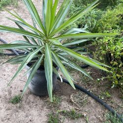 Plant Yuka Coloring Leaf