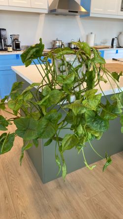 Indoor plants