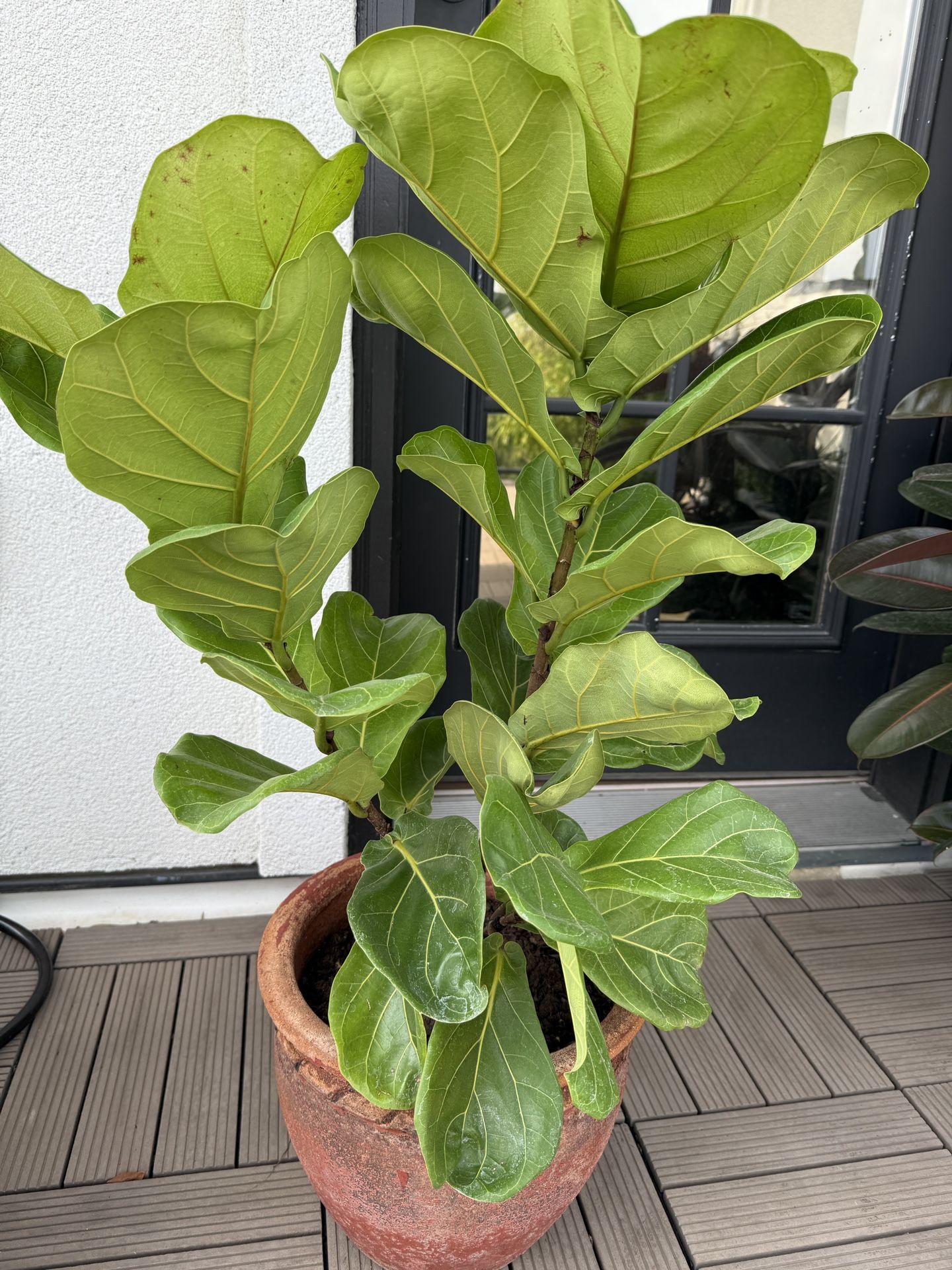 Fiddle Leaf Fig