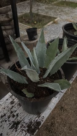 Agaves